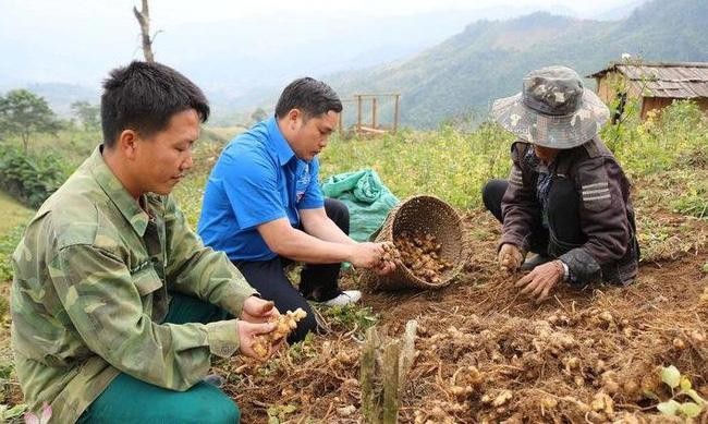 Năm nay, gừng Kỳ Sơn được mùa nhưng rớt giá, đầu ra khó