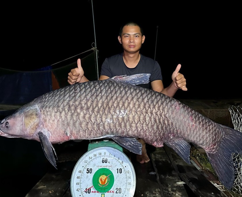 Con cá trắm đen nặng hơn 40kg đã được anh Hòa bán để làm từ thiện