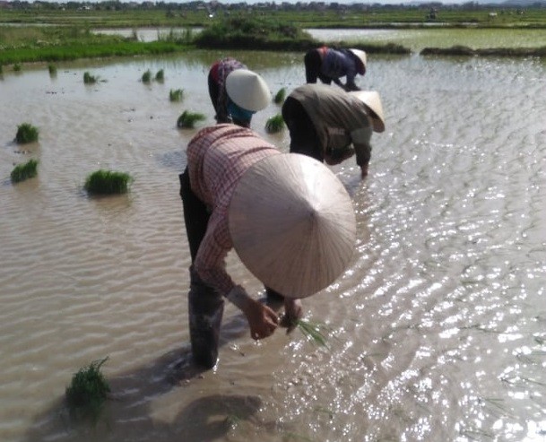 Nhọc nhằn nghề cấy lúa thuê