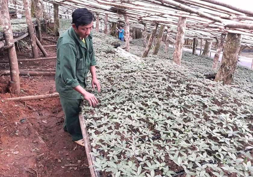 Sâm Ngọc Linh huyền thoại và sự thực (Kỳ 3): “Thánh địa” sâm quý