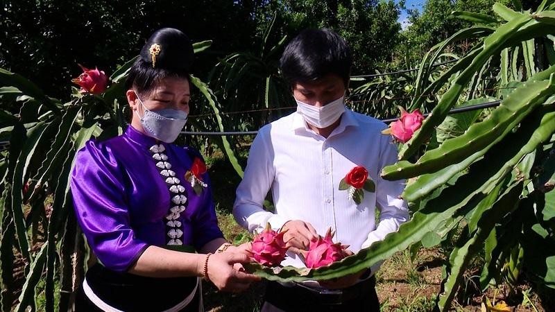 Thanh long ruột đỏ Sơn La xuất khẩu sang Liên Bang Nga.