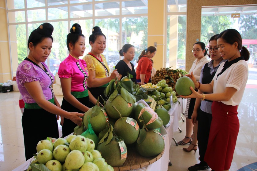 Phong trào trồng cây ăn quả, phủ xanh đất trống, đồi trọc đang góp phần nâng cao thu nhập cho người dân.