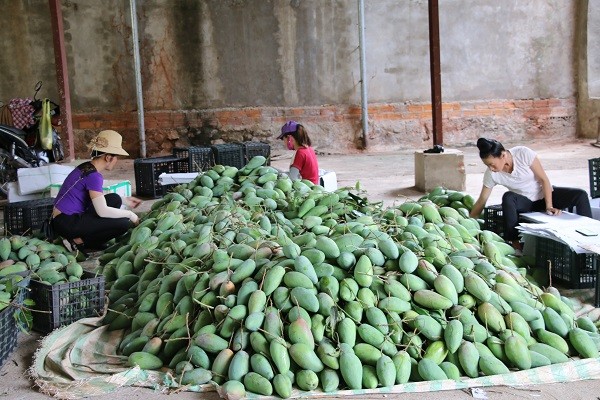 Mường La vào vụ thu hoạch xoài.