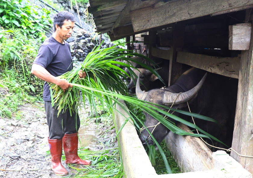 Mô hình chăn nuôi gia súc nhốt chuồng đang mang lại thu nhập ổn định cho người nông dân.