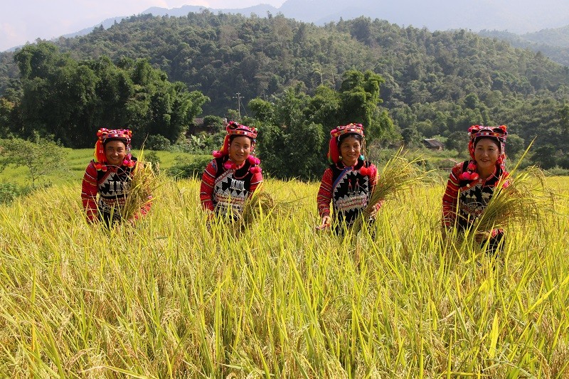 Bà con dân tộc Hà Nhì ở xã Sín Thầu vào mùa gặt.