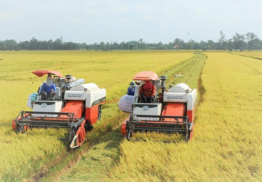 Tổn thất sau thu hoạch trong nông nghiệp hiện vẫn còn cao.