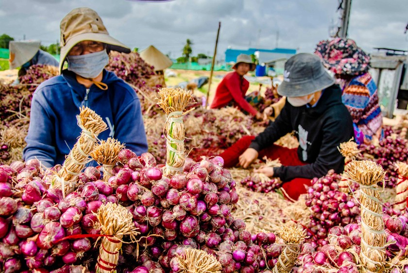 Nông dân Sóc Trăng thu hoạch hành tím Vĩnh Châu