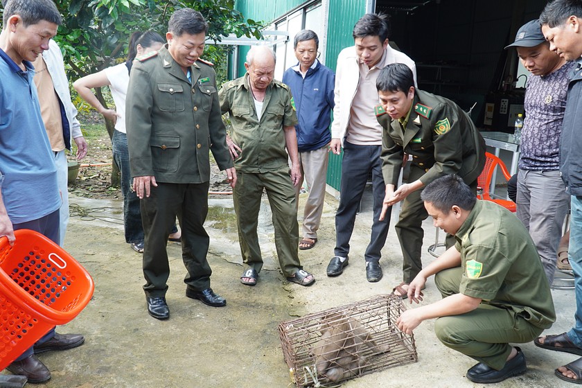 Cá thể khỉ này được người dân bẫy rồi bàn giao cho địa phương vào sáng 18/2.