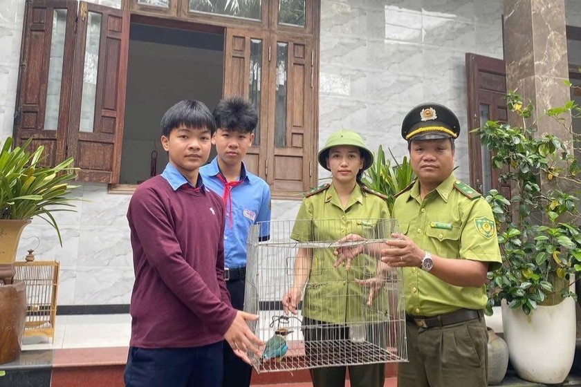 Lực lượng kiểm lâm tiếp nhận cá thể chim đuôi cụt quý hiếm.