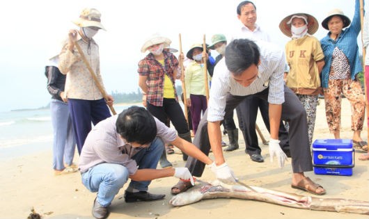 Các đơn vị chuyên môn lấy mẫu để tìm hiểu nguyên nhân cá chết.