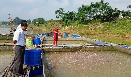 Người dân khôi phục nuôi cá lồng trên sông Đà. Ảnh: Xuân Hồng.