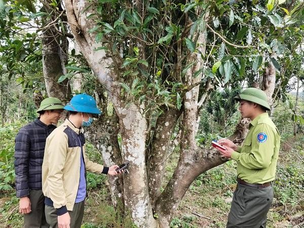 Các sản phẩm được sản xuất từ cây chè Shan tuyết tại Vườn Quốc gia Xuân Sơn - hứa hẹn là sản phẩm đặc trưng của địa phương, làm cơ sở để xây dựng chỉ dẫn địa lý cho chè Shan tuyết cổ thụ Vườn Quốc gia Xuân Sơn (Ảnh: Hưng Yên).