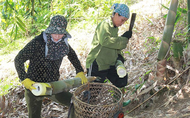 Bà con Yên Bái thu hoạch măng tre Bát Độ. Ảnh: Trung tâm Khuyến nông Yên Bái