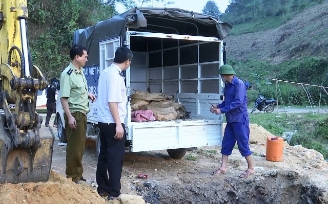 Một lô cá tầm nhập lậu bị đem đi tiêu hủy