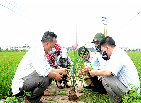 Cán bộ Sở NN và PTNT kiểm tra, rà soát tình hình sâu bệnh trên lúa để tham mưu cho UBND tỉnh lựa chọn vùng, địa bàn tham gia chính sách bảo hiểm nông nghiệp.