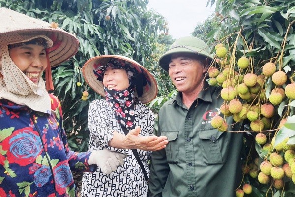 Người dân phường Phương Nam vui mừng, khi mùa vải chín sớm bội thu. (ảnh Việt Hoa)