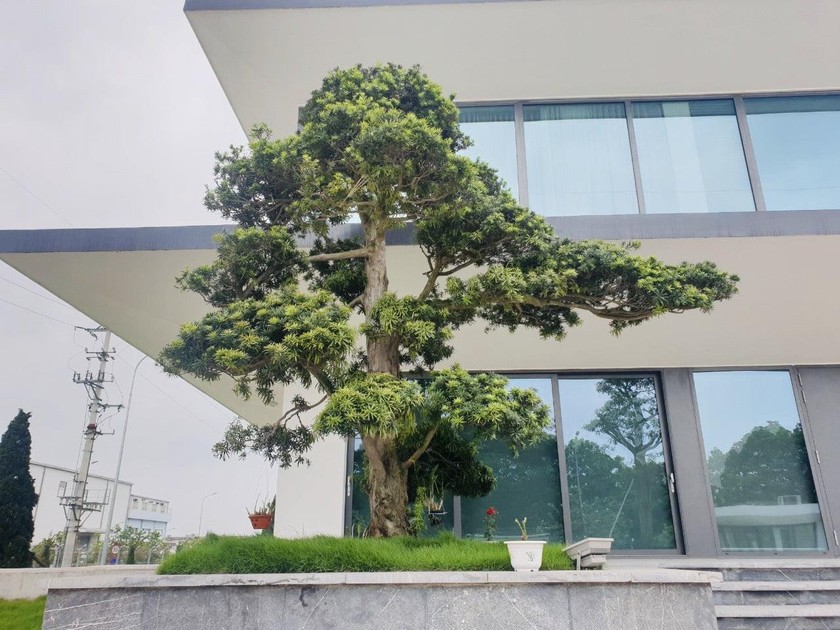 Theo quan điểm phong thuỷ, trồng cây tùng trước cửa nhà được coi là tốt và mang lại nhiều ý nghĩa tích cực