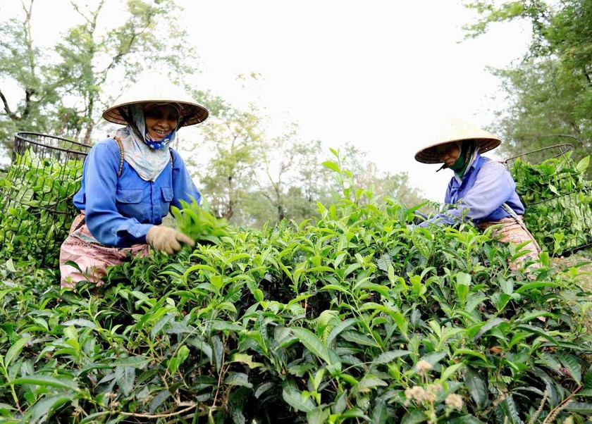 Công tác sắp xếp đổi mới các công ty nông lâm nghiệp vẫn còn những tồn tại, khó khăn. (Ảnh minh họa. Nguồn: TTXVN)