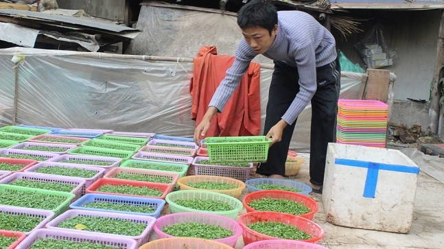 Anh Lê Văn Khương, “công dân” trẻ nhất xóm trọ cẩn thận nhúng nước từng rổ rau sạch.