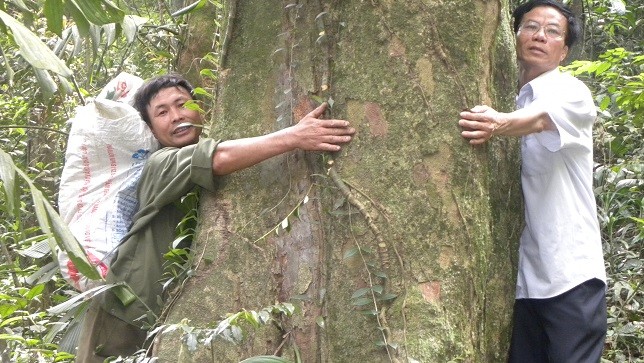 Cây chè cổ thụ 2 người ôm không xuể.