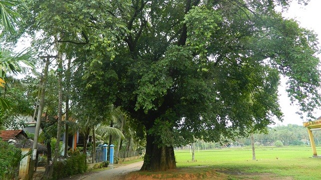 Cây thị cổ thụ thôn Hòa Trung 1