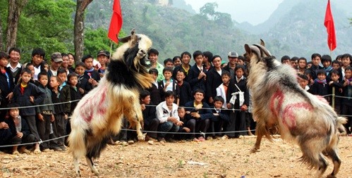 Tết Mùi, hớn hở… chọi dê 