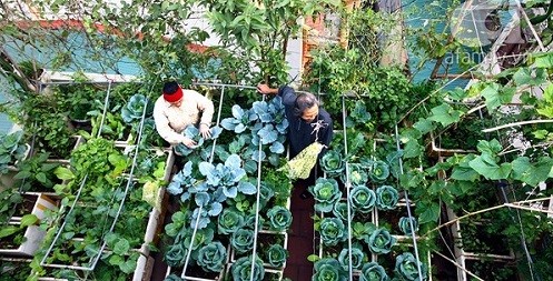 Đua nhau làm "nông dân" trên tầng cao