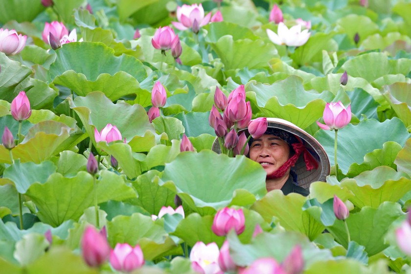 Say đắm vẻ đẹp sen Tràng An - Đông Triều đầu mùa