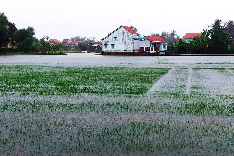 Hoa màu của người dân ở huyện Đại Lộc, Quảng Nam ngập trong nước lũ. Ảnh: Anh Huy 
