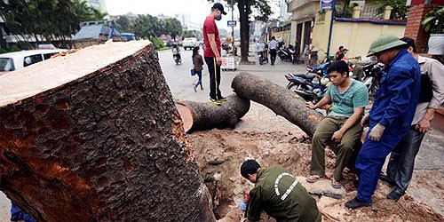 Việc TP. Hà Nội cho đốn hạ hàng loạt cây xanh trên nhiều tuyến phố gây bức xúc trong dư luận thời gian qua.