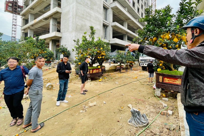 Nhiều tiểu thương loay hoay tìm cách thanh lý cây cảnh sau tết. Ảnh: Thiên Ý 