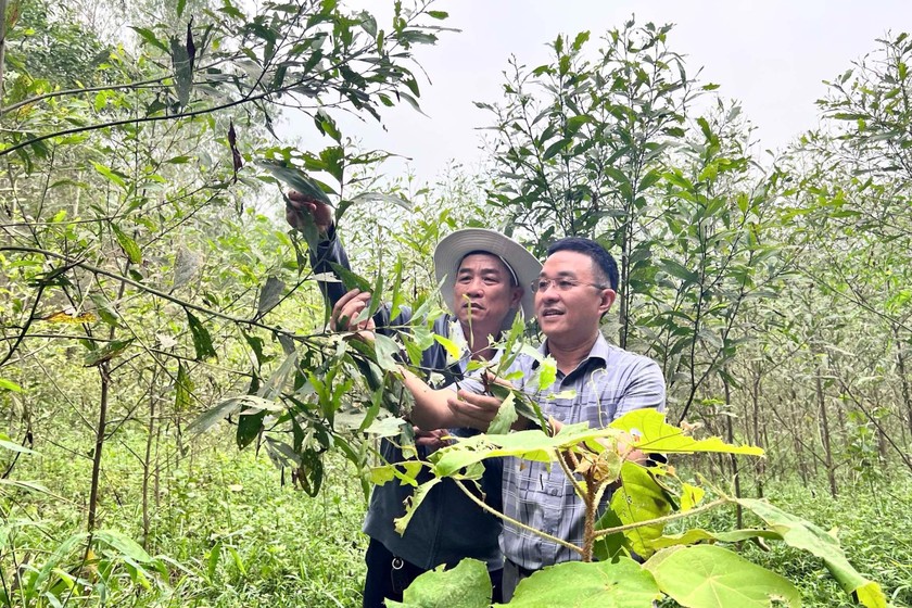 Hàng chục hecta cây keo bị sâu đo tấn công. Ảnh: Phú Hương 