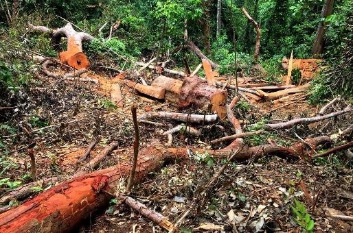 Bãi gỗ lim ngổn ngang cành, ngọn, bìa trong khu vực rừng Phạ Thả, Trường Sơn