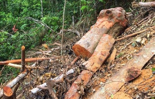 Bãi gỗ lim ngổn ngang như chiến trường sau những đường cưa lâm tặc.