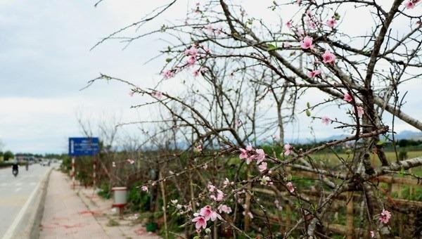 Cấm chặt phá, vận chuyển, kinh doanh, sử dụng cây và cành đào, mai từ rừng tự nhiên, rừng đặc dụng, rừng phòng hộ. 