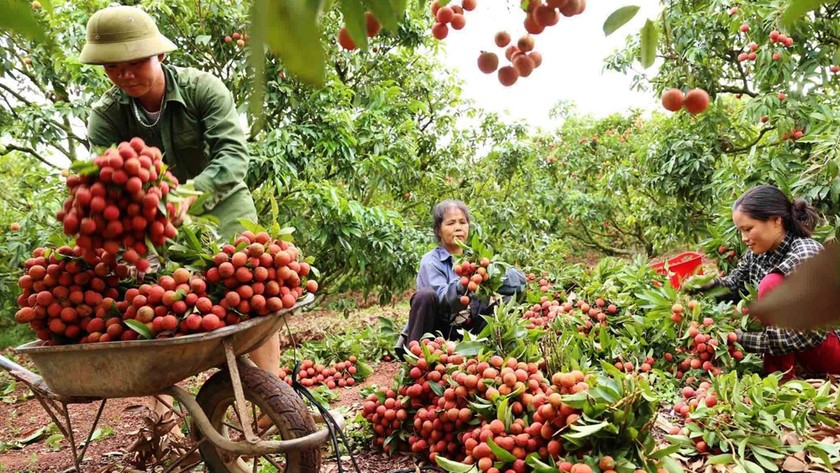 Năm 2021, diện tích vải trên địa bàn tỉnh Bắc Giang ước đạt 28.100 ha, sản lượng ước đạt 180.000 tấn. Ảnh: VGP