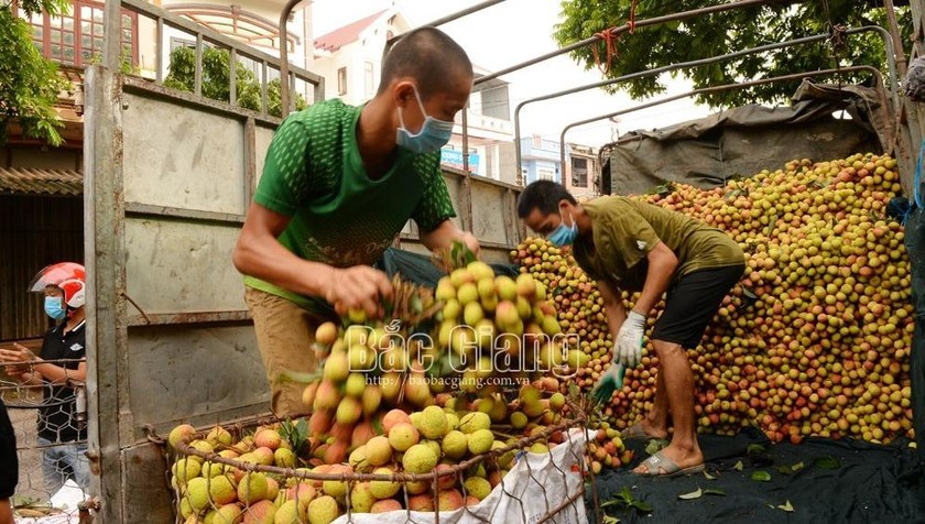 Một điểm thu mua vải thiều tại xã Phúc Hòa (Tân Yên, Bắc Giang). Ảnh: báo Bắc Giang