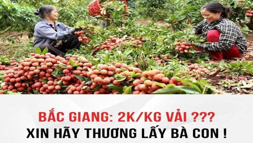 Thông tin vải Lục Ngạn 2.000 đồng/kg lan truyền trên mạng xã hội.