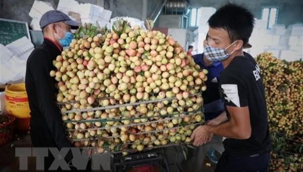 Một điểm thu mua vải ở huyện Tân Yên, Lục Ngạn, Bắc Giang ngày 28/5. Ảnh: Danh Lam/TTXVN