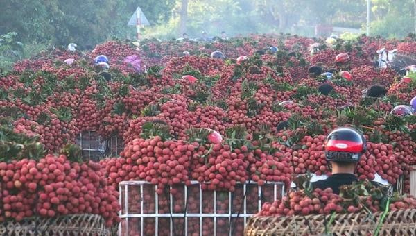 Công an huyện Lục Ngạn (Bắc Giang) bác bỏ thông tin vải thiều bị ép giá 2.000 đồng/kg và đang truy xét chủ tài khoản Facebook đăng tin thất thiệt.