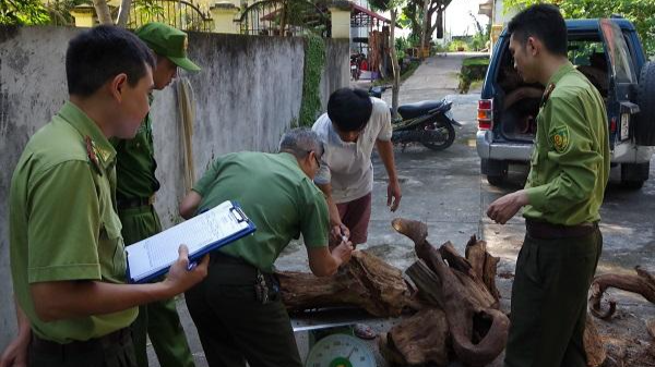 Cơ quan chức năng Hà Giang kiểm đếm số lâm sản vận chuyển trái phép.