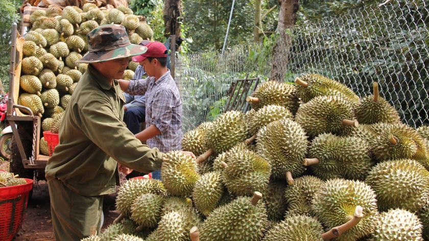 Nông dân Đắk Lắk thu hoạch sầu riêng