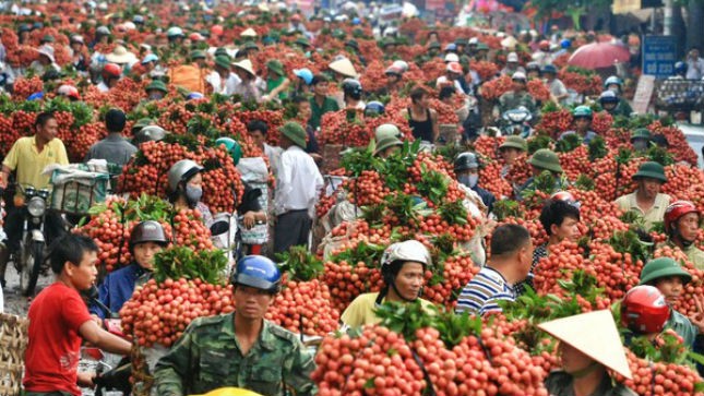 Vải thiều Bắc Giang thay vì xuất khẩu đi Trung Quốc được Nam tiến và đi Tây. Ảnh: Quý Đoàn- Vnexpress