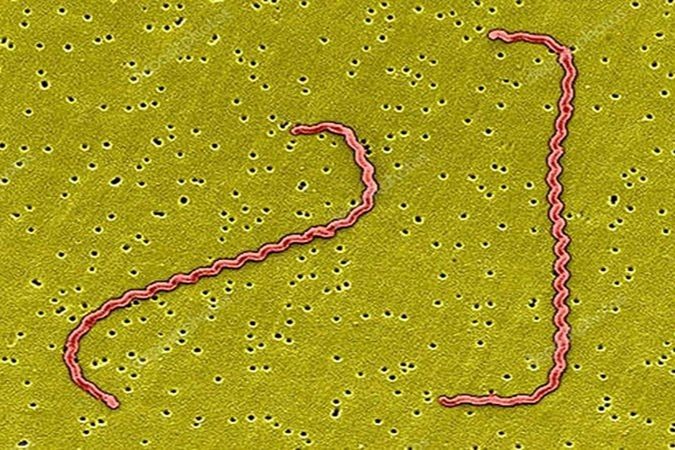 Bệnh do Leptospira là bệnh nhiễm khuẩn cấp tính do các xoắn khuẩn thuộc họ Leptospiraceae gây ra. Bệnh truyền nhiễm trong các loài động vật gặm nhấm và xâm nhập ngẫu nhiên vào cơ thể con người qua các vết xước... (Ảnh: Internet)