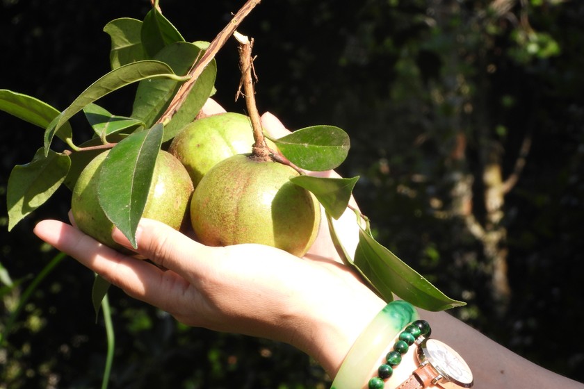 Quả sở - nguyên liệu làm ra “vàng lỏng” Bình Liêu. (Ảnh: Nguyễn Hoan)