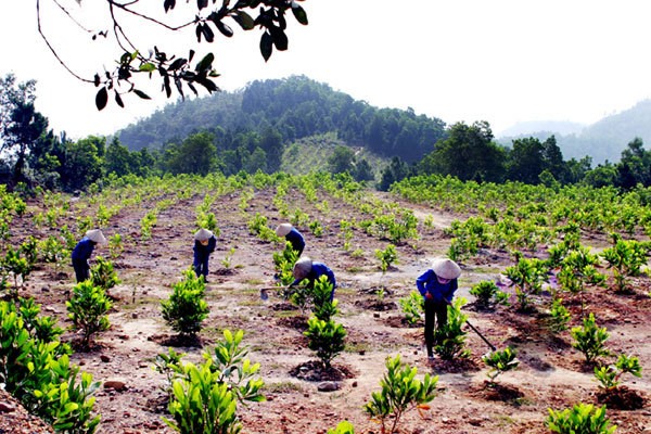 Kiểm toán việc quản lý, sử dụng Quỹ Bảo vệ và phát triển rừng tại 4 địa phương, Kiểm toán Nhà nước đã xác định diện tích còn phải trồng rừng thay thế lên tới hàng nghìn ha. (Ảnh minh họa, nguồn ảnh: VNN)