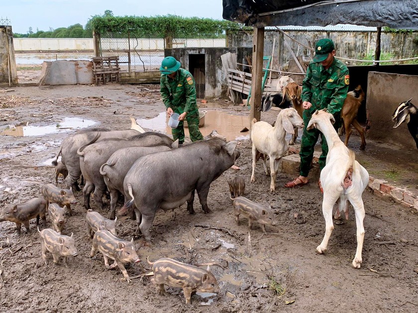 Khu chăn nuôi tập trung của Đồn Biên phòng Vĩnh Châu. (Ảnh: Văn Long)