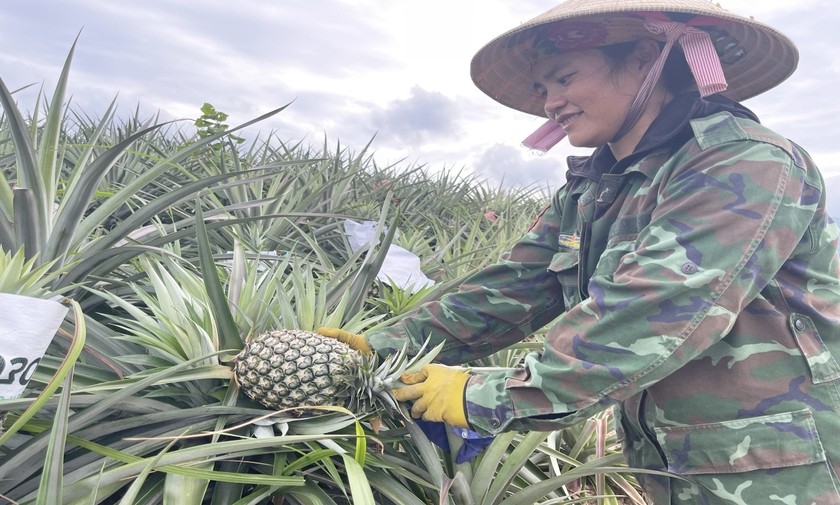 Chị Trần Thị Bích, làng Kdâu, xã Kông Lơng Khơng trồng dứa tăng thu nhập nhờ nguồn vốn tín dụng chính sách.