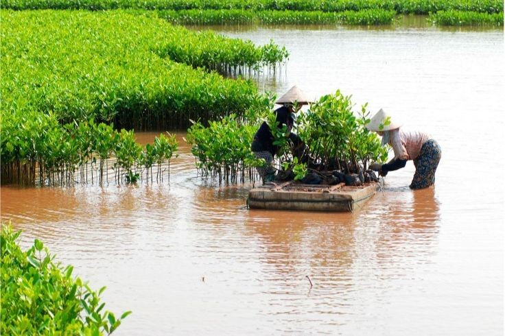 Khôi phục và bảo vệ rừng ngập mặn là nhiệm vụ cấp thiết trong thập kỷ phục hồi hệ sinh thái. (Nguồn: Cục Lâm nghiệp)