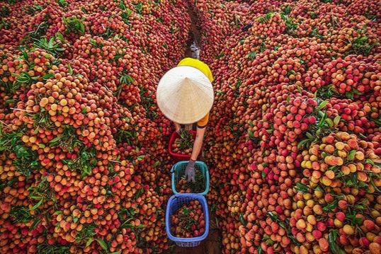 Cần sáng tạo trong thúc đẩy tiêu thụ nông sản. (Ảnh minh họa - Báo Bắc Giang) 